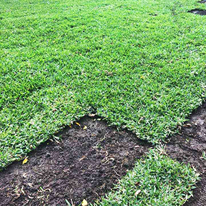 Venta de césped, instalación de césped